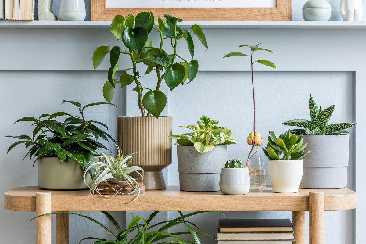 Cele mai bune plante de apartament pentru purificarea aerului